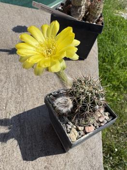 Echinopsis Hybr. gelb